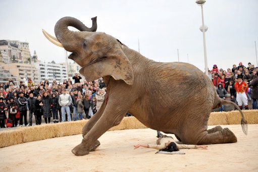Shorter Life Span-Facts About Circuses