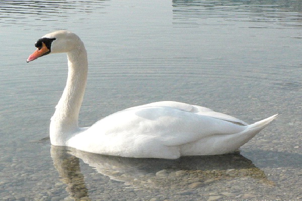 Swan-Most Aggressive Birds