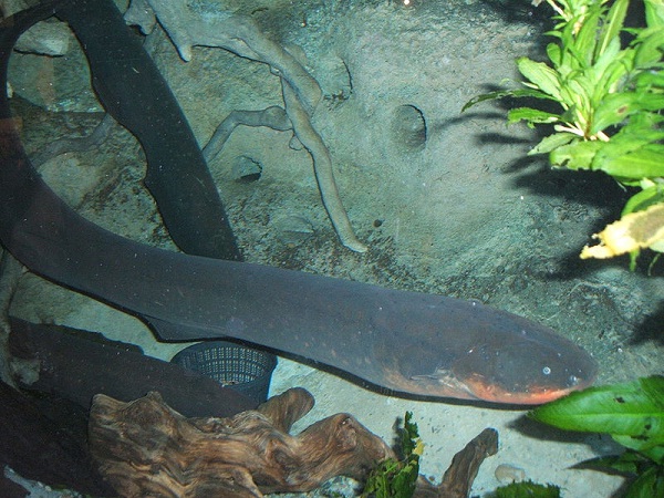 Electric eel-Bizarre Creatures Found In The Amazon Rain Forest