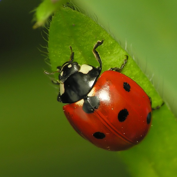 Ladybugs-Cutest Bugs Ever