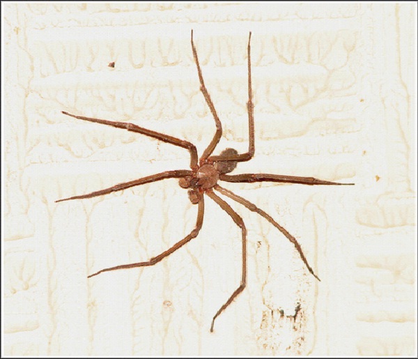 Chilean Recluse Spider-Dangerous Spiders In The World