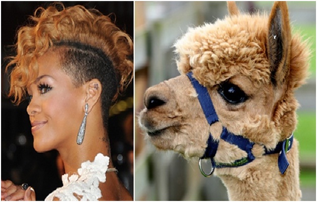 Rihanna and the Alpaca-15 Celebrities Who Look Like Real Life Animals
