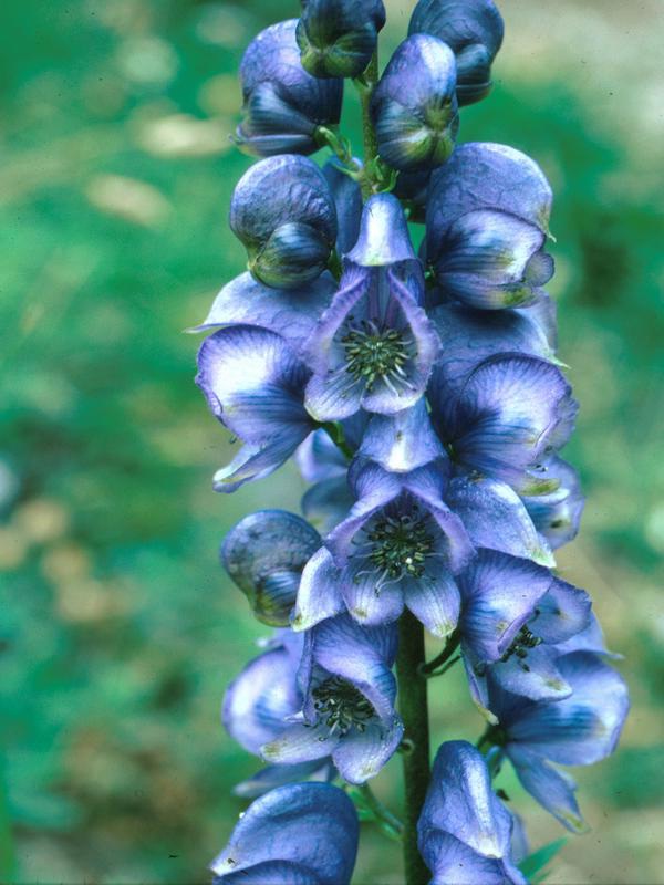 Aconite-Poisons Used To Kill People