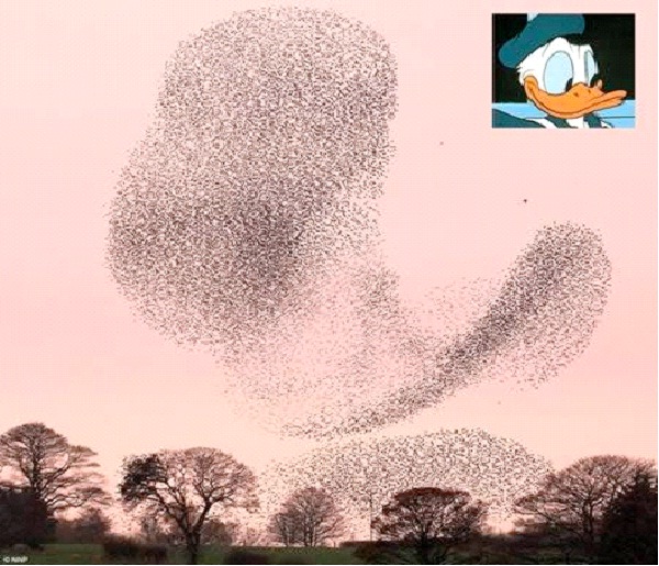 Donald Duck-Most Amazing Bird Formations In Sky