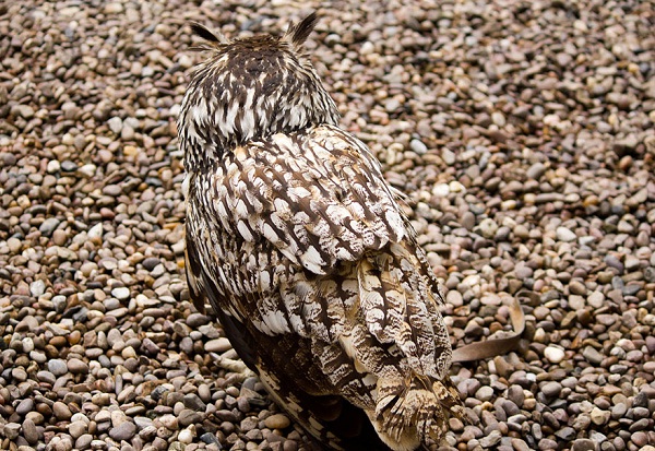 Owl-Amazing Camouflage Animals