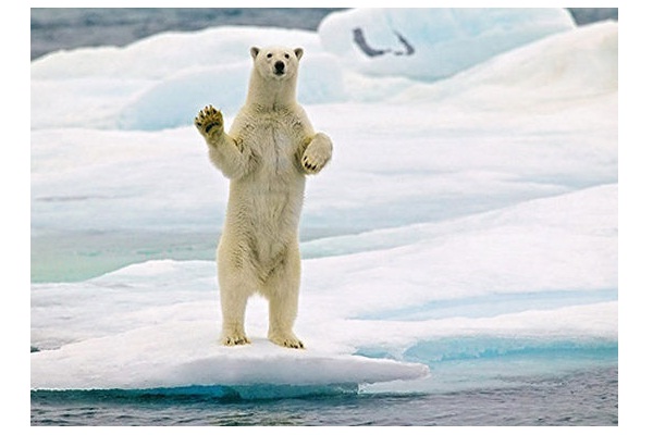 Invisible-Polar Bear Facts