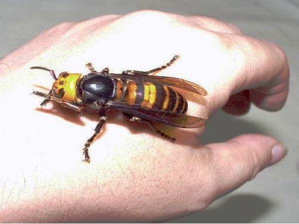 Asian hornet-Deadliest Insects