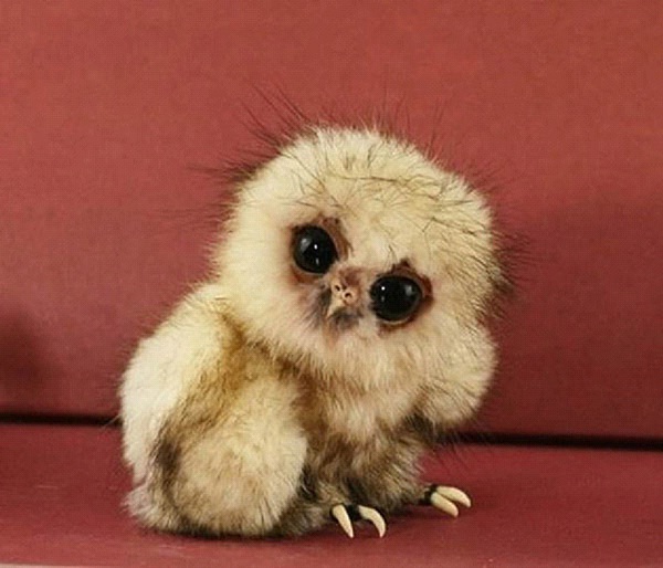 Fluffy Owls-Cutest Baby Animals