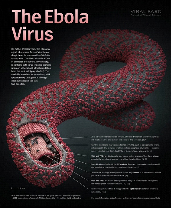 Ebola-Most Painful Diseases In The World