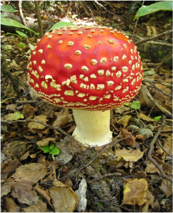 Super Mario Mushroom-Amazing Looking Mushrooms