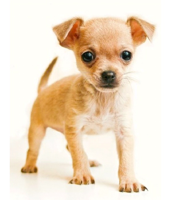 Chihuahua-World's Smallest Animals