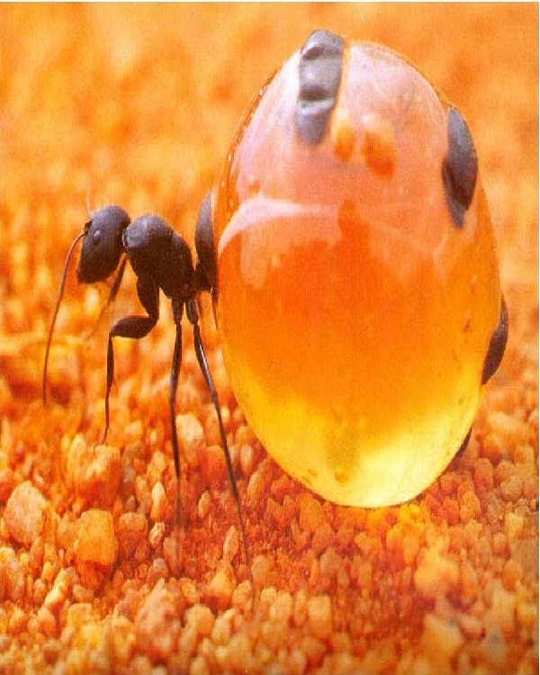 Honeypot Ants-Edible Insects
