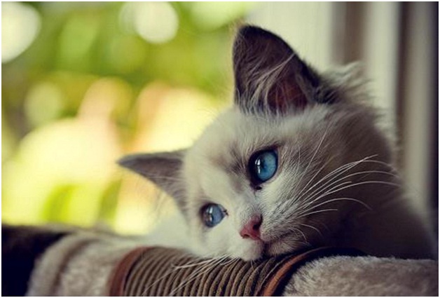 Sad Kitty-Adorable Sad Animal Pictures