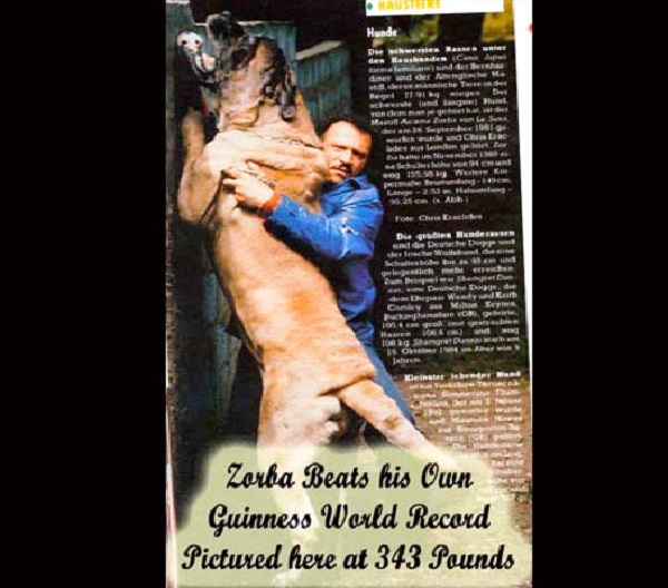 Zorba The English Mastiff-World's Biggest Pets