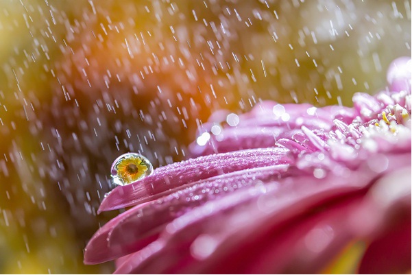 Whimsy-Amazing Water Droplet Photography By Miki Asai
