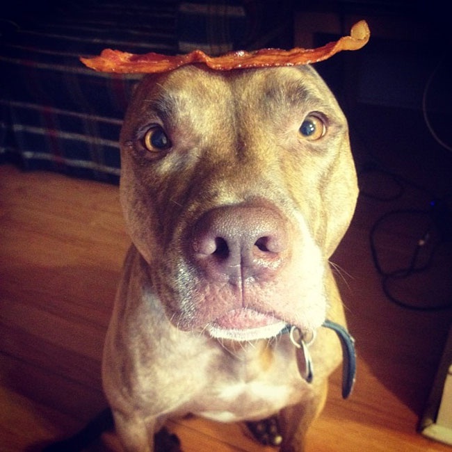 Nom Noms!-Patient Dog Named Scout Who Can Balance Anything On His Head
