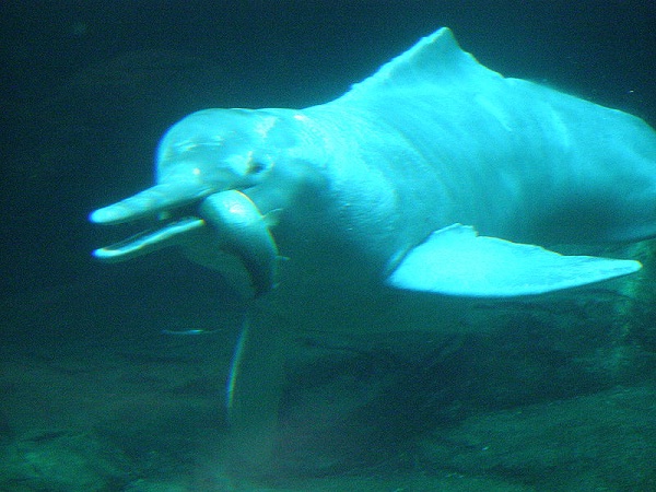 Yangtze River Dolphin-Recently Extinct Animals