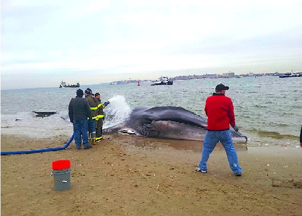 A Giant Whale-Bizarre Things That Washed Up On Beaches