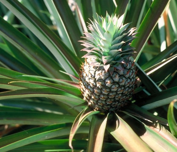 Pineapple-Some Favorite Fruits And Vegetables And How They Are Grown