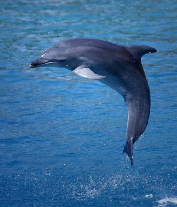 Dolphin-Most Intelligent Animals