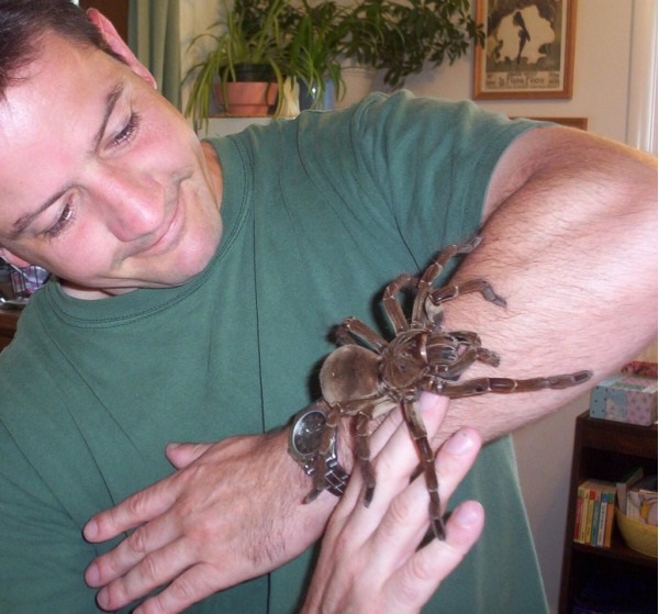 Goliath Birdeater-Real Giant Bugs