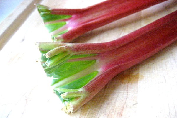 Rhubarb-Most Poisonous Foods We Like To Eat