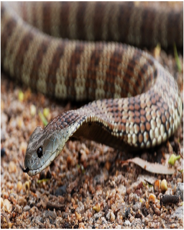 Tiger Snakes-Most Dangerous Snakes In The World