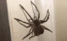 When Mom Destroyed a Huge Spider-15 People Reveal The Coolest Thing Their Mom Or Dad Ever Did