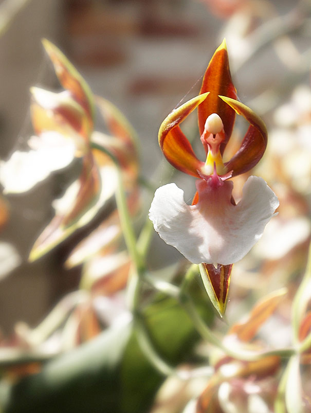 Ballerina Orchids-15 Awesome Flowers That Don't Look Like Flowers At All 