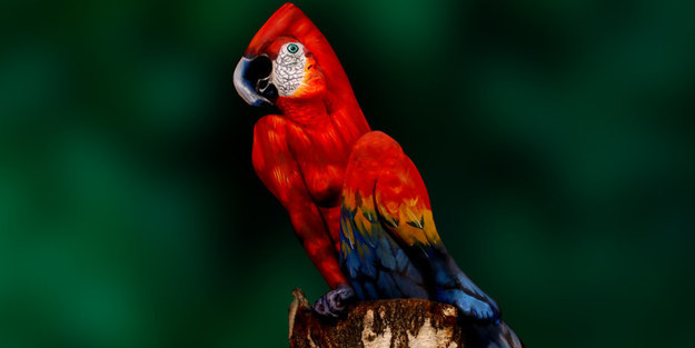 Is that a Parrot?-15 Real Life Illusions That Are Sure To Amuse You