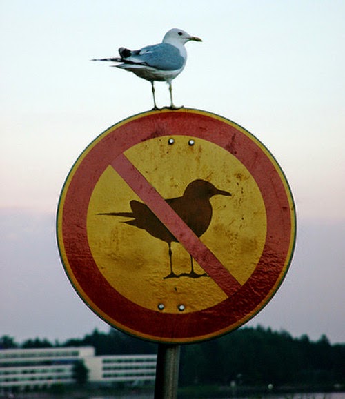 Bird Knows What's up-15 Images That Show Irony In This World