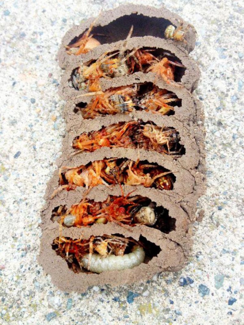 Termites Nest-12 Amazing Pictures Of Things Cut In Half