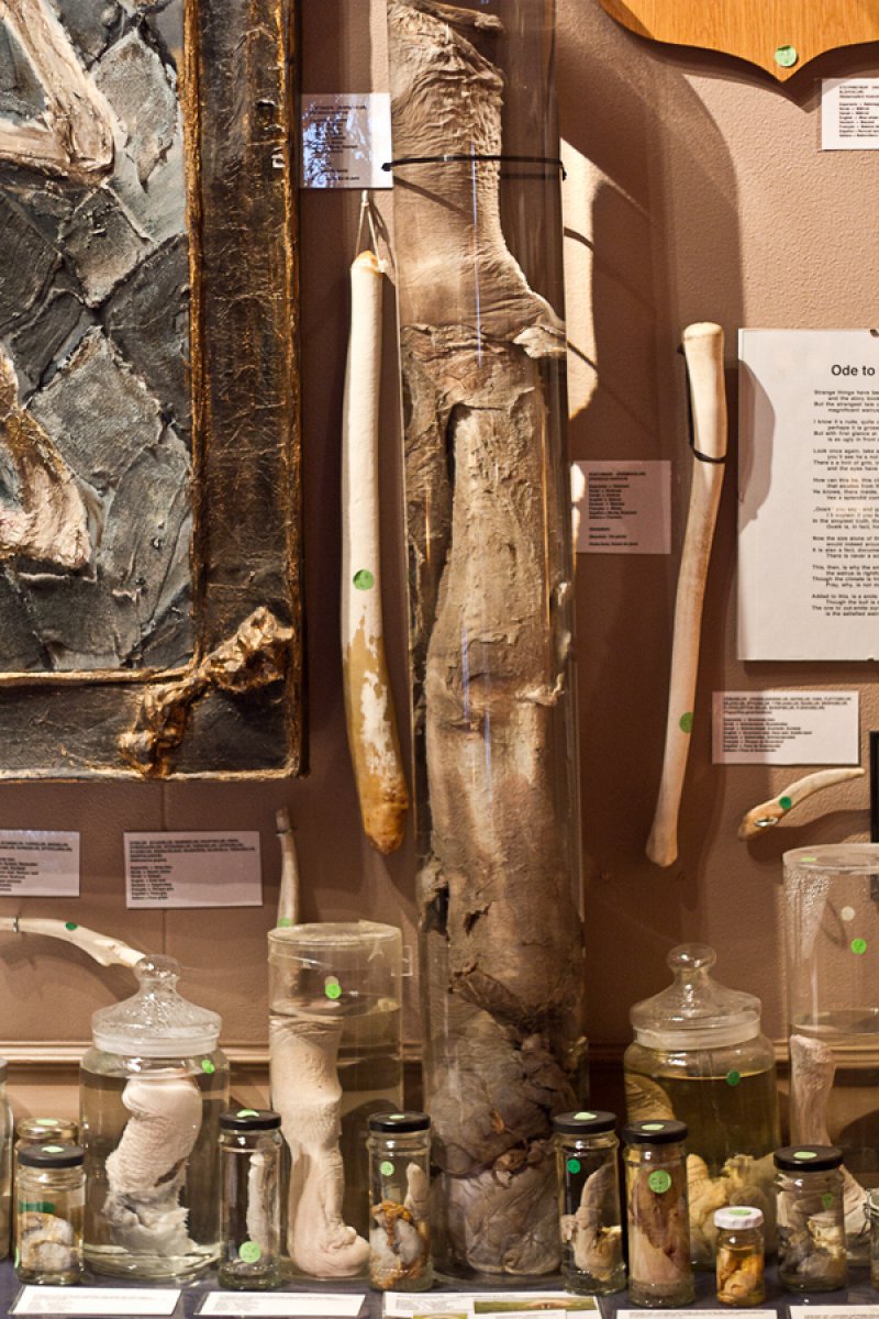 A Walrus's Penis-15 Bizarre Facts About Phallological Museum That Will Leave You Stunned