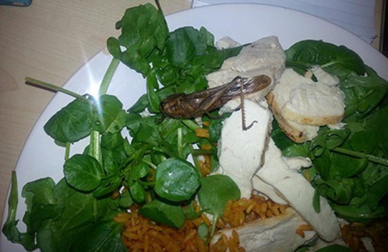 Locust in Salad-15 Most Disgusting Things People Ever Found In Their Food