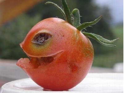 Tomatoes are evil-36 Weirdest Websites On The Internet 