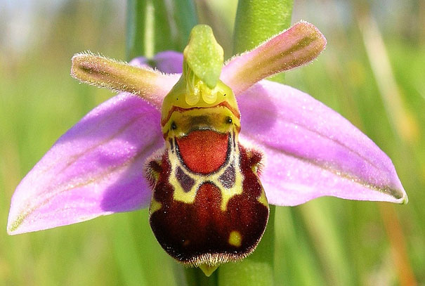 Laughing Bumble Bee Orchid-15 Awesome Flowers That Don't Look Like Flowers At All 