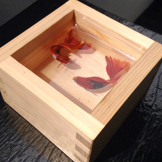 Japanese Fighter Fish-Bizarre 3D Paintings By Keng Lye