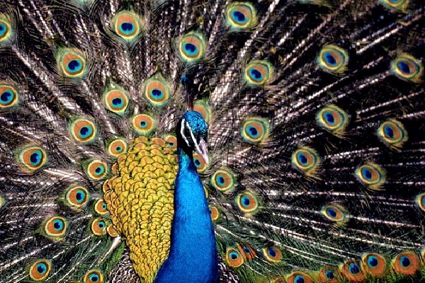 Peacock-Most Amazing Exotic Birds
