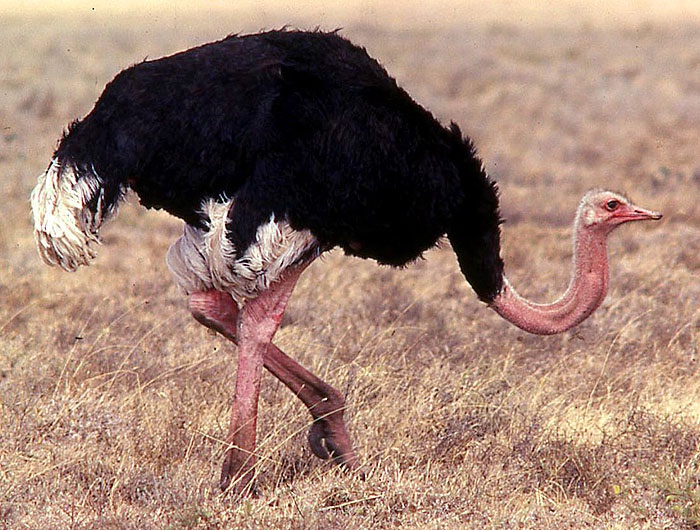 Ostrich-Birds Which Cannot Fly
