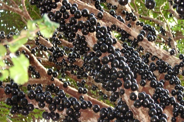 Jabuticaba-Most Popular Exotic Fruits