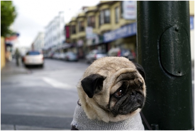 Lost Pug-Adorable Sad Animal Pictures