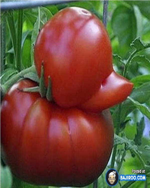 Duck tomato-Top 15 Weirdest Shaped Fruits/vegetables