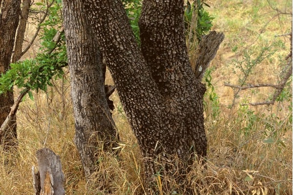 Leopard-Amazing Camouflage Animals
