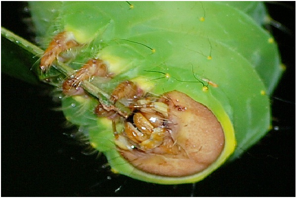 Caterpillar-Ugliest Bugs