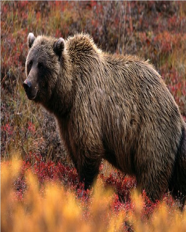 Grizzly Bear-Weird Facts About America