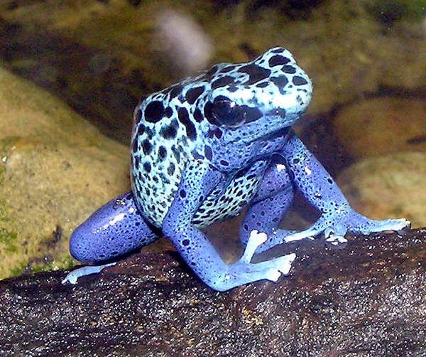 Poison dart frog-Bizarre Creatures Found In The Amazon Rain Forest