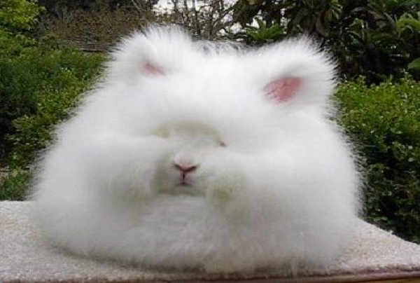 Angora Rabbit-Animals You Won't Believe Are Real