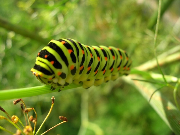 Caterpillar-Cutest Bugs Ever