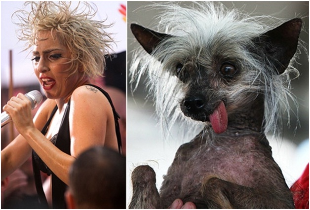 Lady Gaga and the Chinese Crested Dog-15 Celebrities Who Look Like Real Life Animals