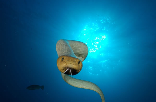 Olive Sea Snake-Most Dangerous Ocean Animals